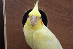 Opaline bronze fallow