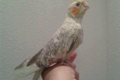 Opaline bonte pale fallow
