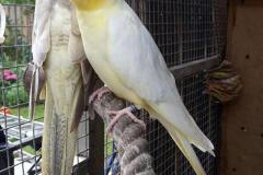 Cinnamon bronze fallow geelwang