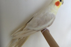Cinnamon lutino volwassen man (foto Yannick Van Caekenberghe)