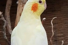 Lutino