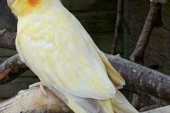 Opaline bronze fallow (volwassen pop)
