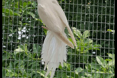 Opaline bronze fallow witmasker