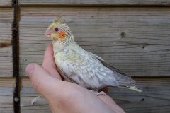 Opaline pale fallow (jong)