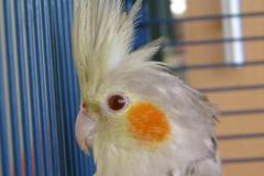 Pale fallow (volwassen pop)